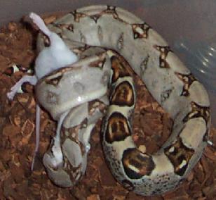 cuddles eating