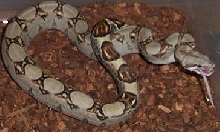 cuddles eating