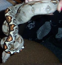 cuddles