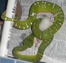 emerald eating