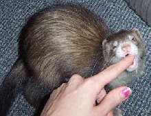 felix eating me