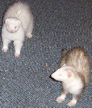 wierdos