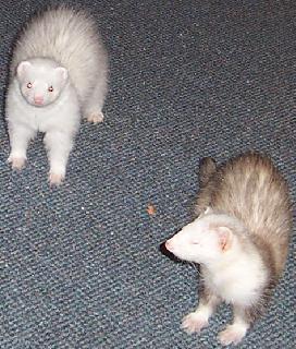 wierdos