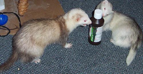 ferrets