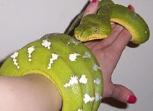 etb