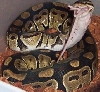 lucy eating