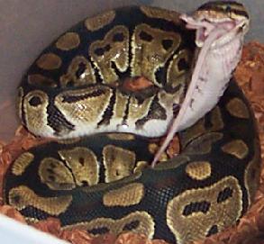 lucy eating