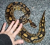 Lucy
