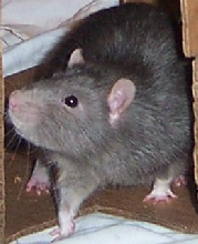 merlin