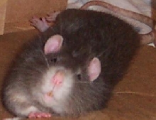 merlin