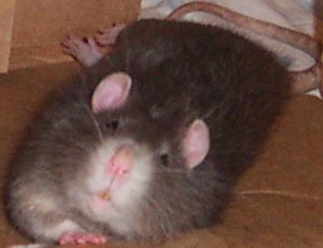 merlin