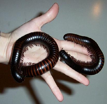 millipedes