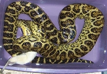 oliver eating