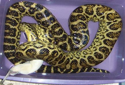 oliver eating