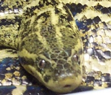 conda