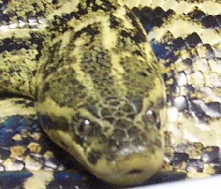 conda