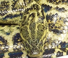conda