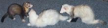 ferrets