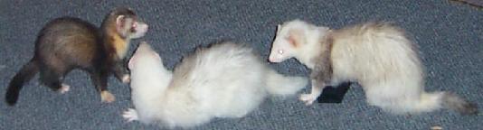 ferrets