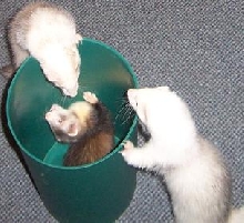 ferrets