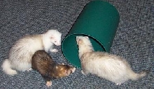 ferrets
