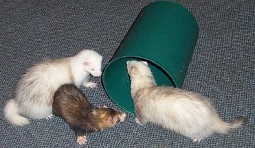 ferrets