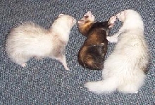 ferrets