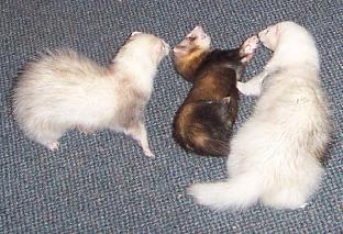ferrets