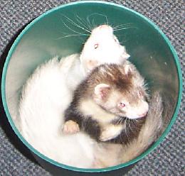 ferrets