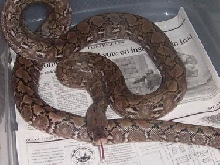retic 6