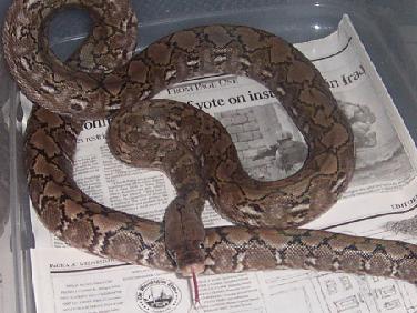 retic 6