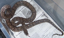 retic 5
