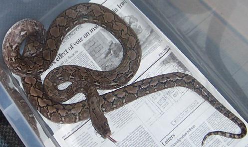 retic 5