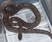 retic 4