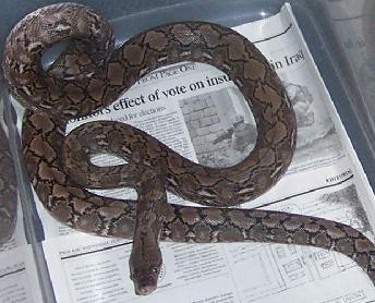 retic 4