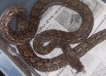 retic 3