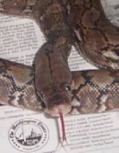 retic 2