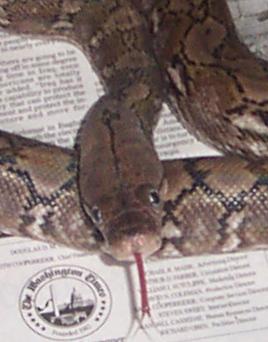 retic 2
