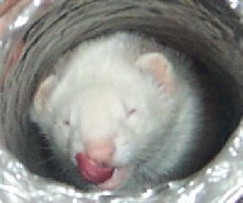 simon lick