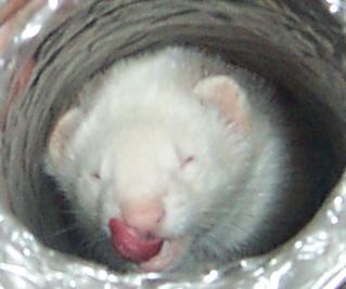 simon lick