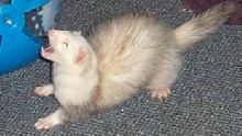 simon spaz