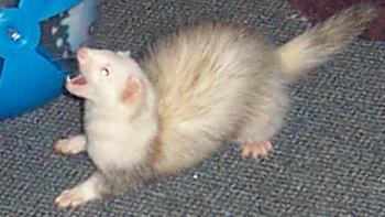 simon spaz