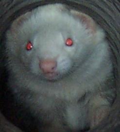 simon