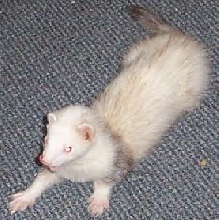 simon lick