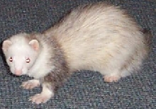 ferret