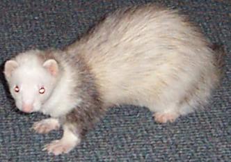 ferret
