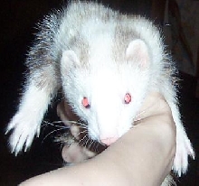 scarey simon