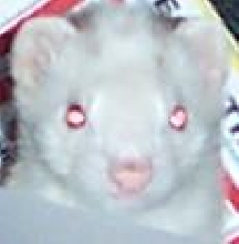 simon close