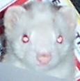 simon close