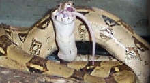 sooch eat
